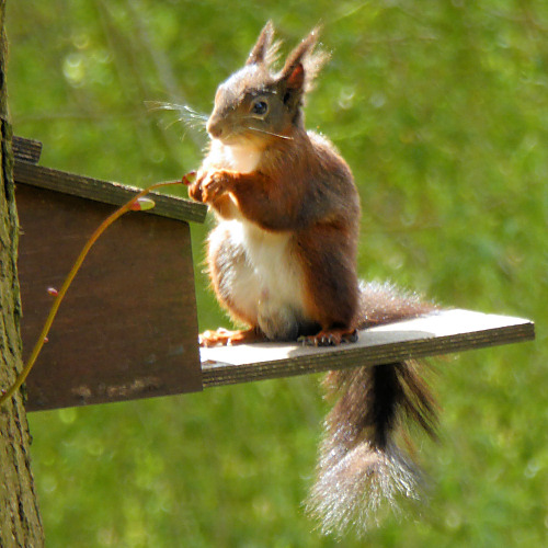 ukwildlife_redsquirrel