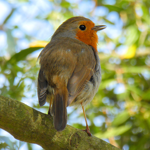 ukwildlife_robin