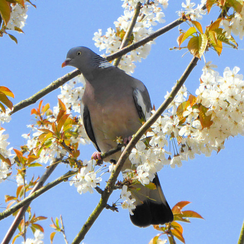 ukwildlife_woodpigeon_cherryblossom