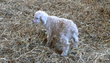 angora goat at wellington fibres