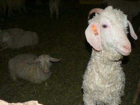 angora goat at wellington fibres