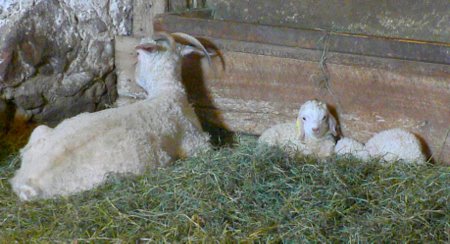 angora goat at wellington fibres