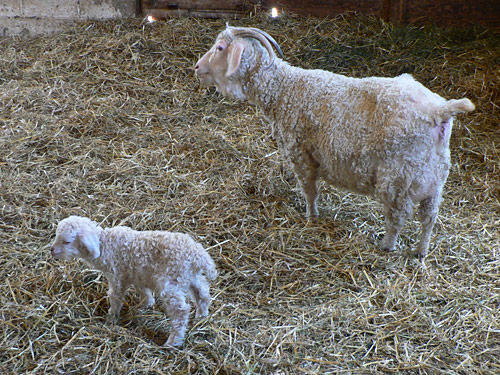 Wellington Fibres angora goats