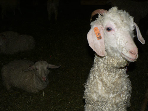 Wellington Fibres angora goats