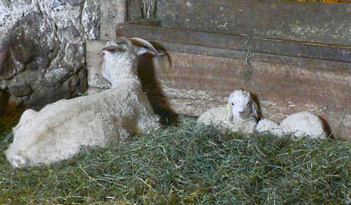 Wellington Fibres angora goats