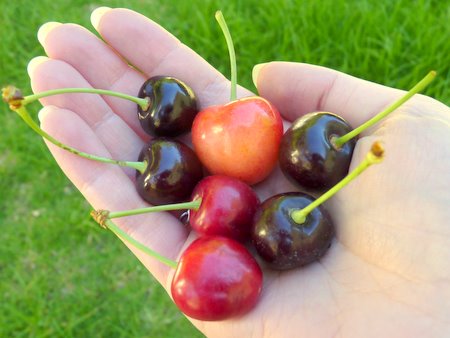 cherries