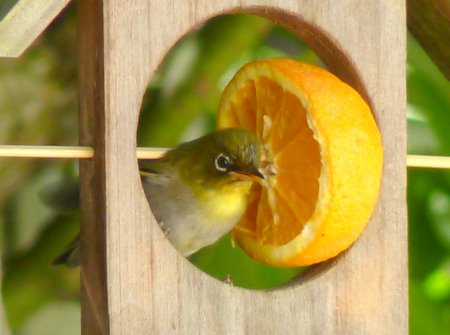 bird feeder