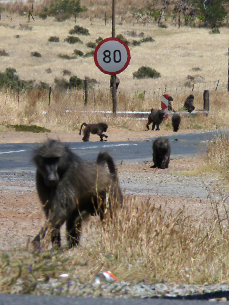 baboons