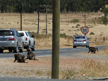 baboons