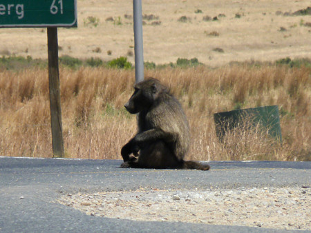 baboons