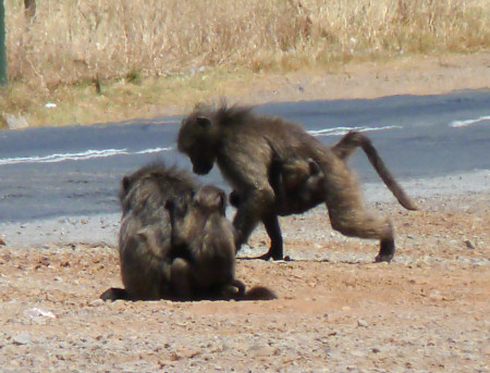 baboons