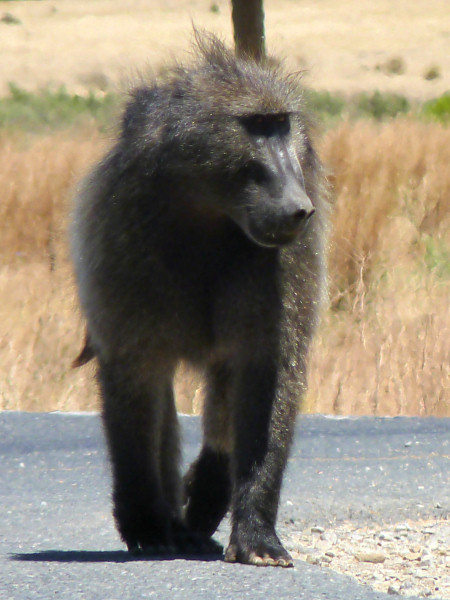 baboons