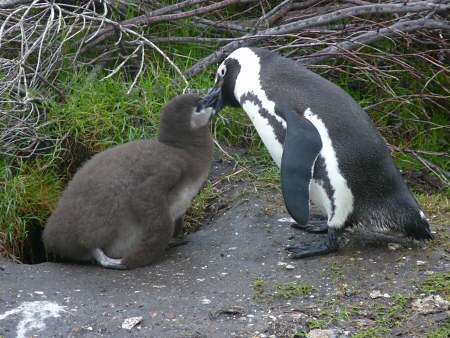 african penguin and chick