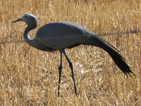 blue crane