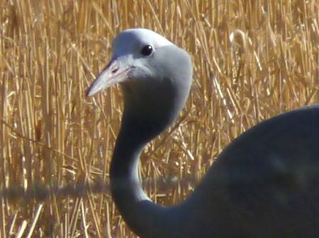 blue crane