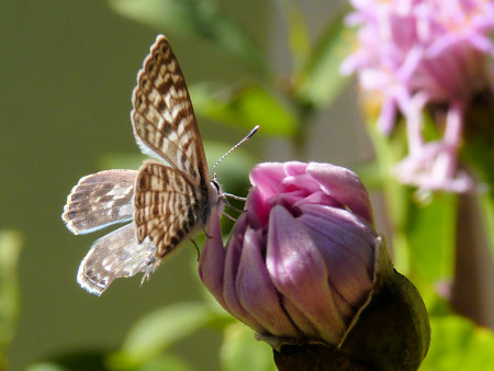 butterfly photo