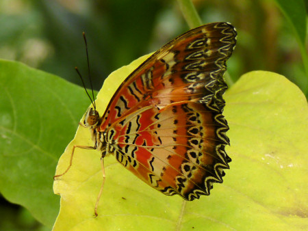 butterfly photo