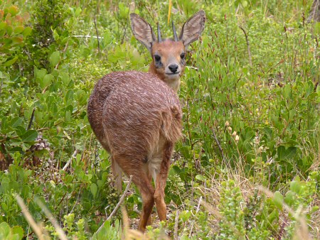 cape grysbok