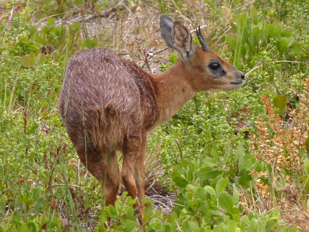 cape grysbok