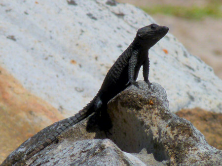 cape point