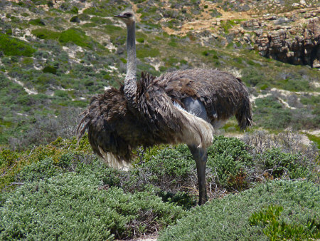 cape point