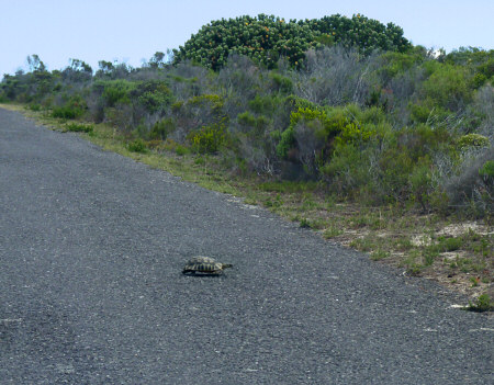 cape point