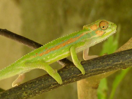 cape dwarf chameleon