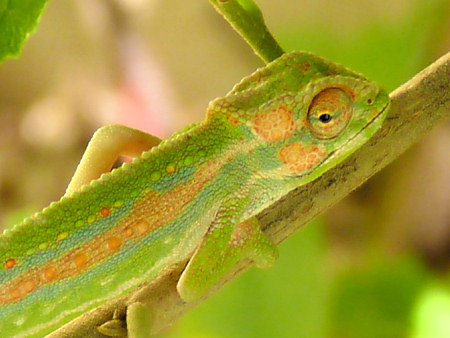 cape dwarf chameleon