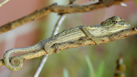 cape dwarf chameleon