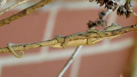 cape dwarf chameleon