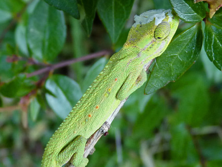 cape dwarf chameleon