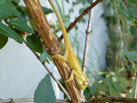 cape dwarf chameleon