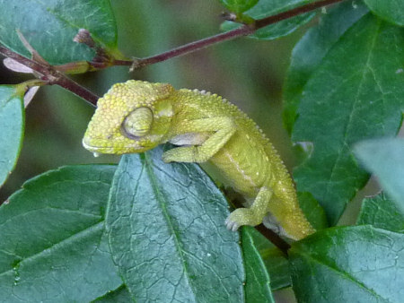 cape dwarf chameleon