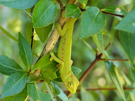 cape dwarf chameleon