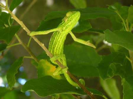 chameleon