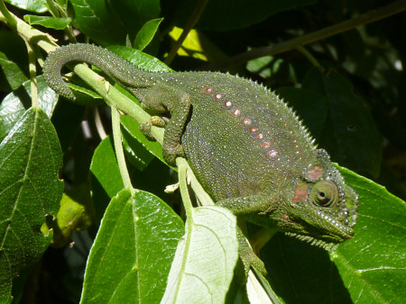 cape dwarf chameleon