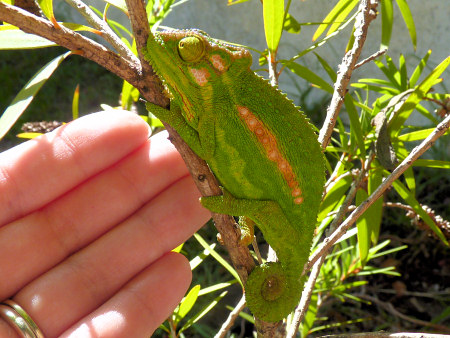 cape dwarf chameleon