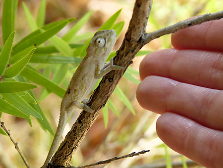 cape dwarf chameleon