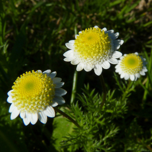 daisies