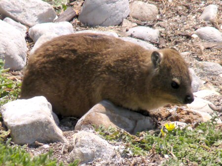 dassie