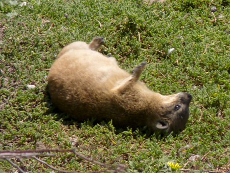 dassie