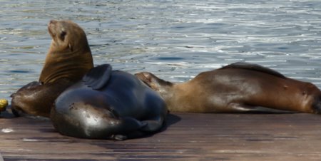 cape fur seals