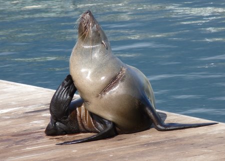 cape fur seals