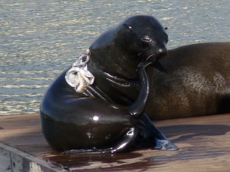 cape fur seals