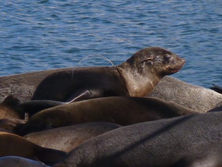 cape fur seals