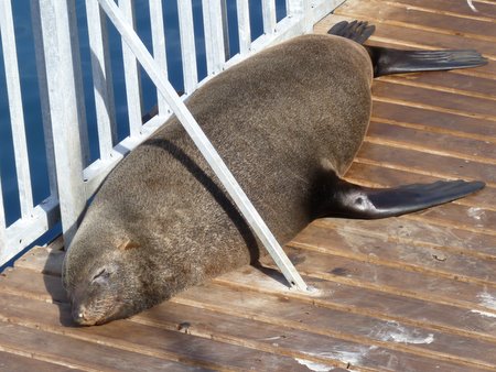 cape fur seals