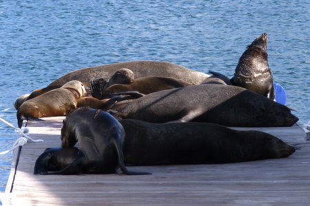 cape fur seals