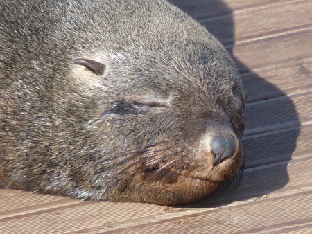 cape fur seals