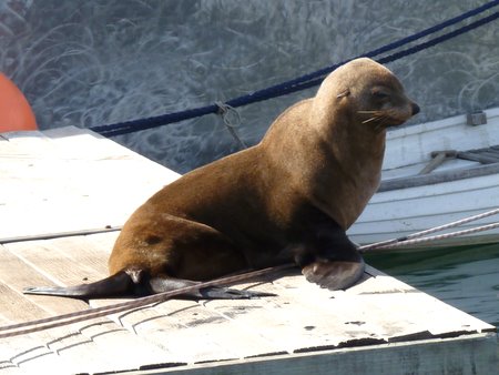 cape fur seals