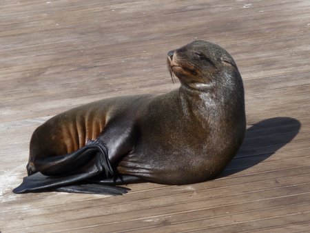 cape fur seals